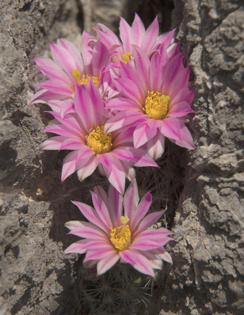 Mammillaria tetrancistra 117 (IMG_2211)